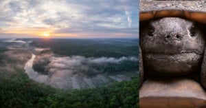 A wide river curves through a lush, green forest at sunrise, mist hovering above the water; on the right, a close-up of a large turtle’s face peeks out from its shell.