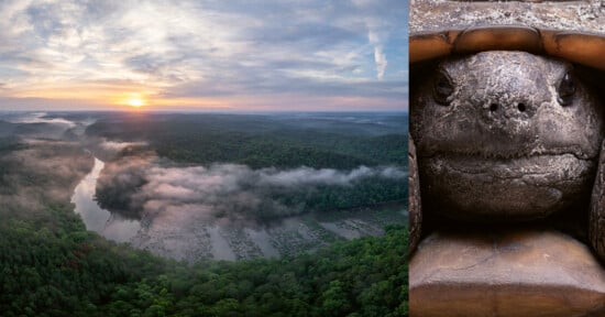 A wide river curves through a lush, green forest at sunrise, mist hovering above the water; on the right, a close-up of a large turtle’s face peeks out from its shell.