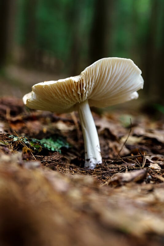 Close-up of a white mushroom growing from the forest floor, surrounded by fallen leaves and blurred trees in the background. The mushroom's gills and stem are clearly visible.