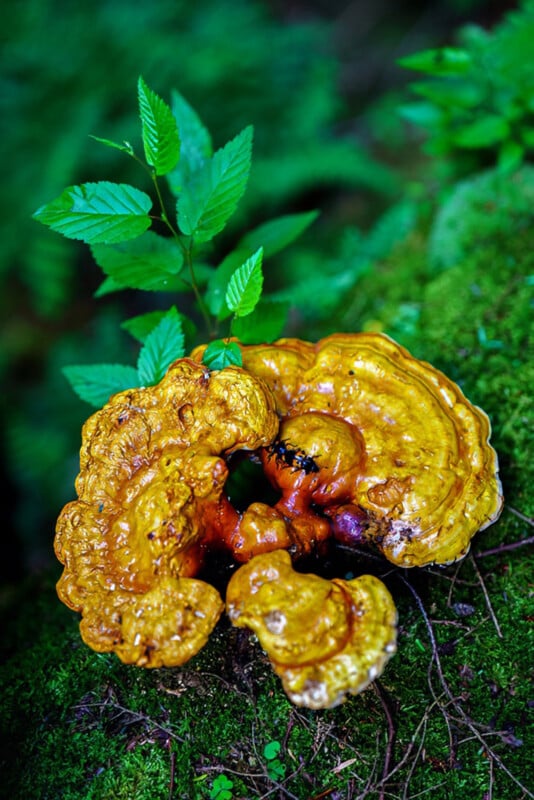A vibrant orange and yellow mushroom with a glossy surface grows on a mossy forest floor, with a small green plant sprouting nearby.