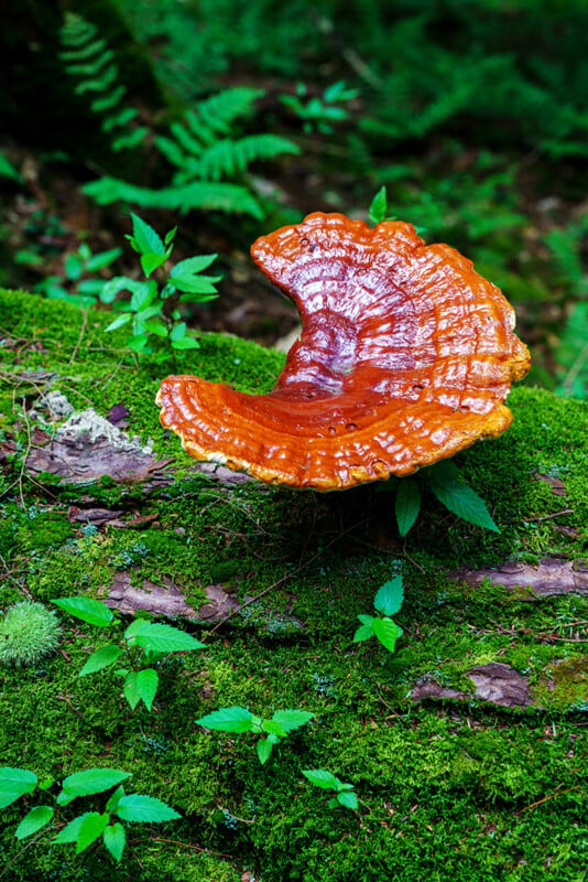 A large, glossy, orange-brown mushroom grows on a moss-covered log in a lush green forest, surrounded by small plants and ferns.