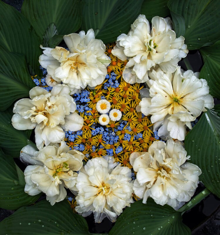 A circular floral arrangement with large white flowers, small blue and yellow flowers, and green leaves forming an outer ring, all covered in water droplets.