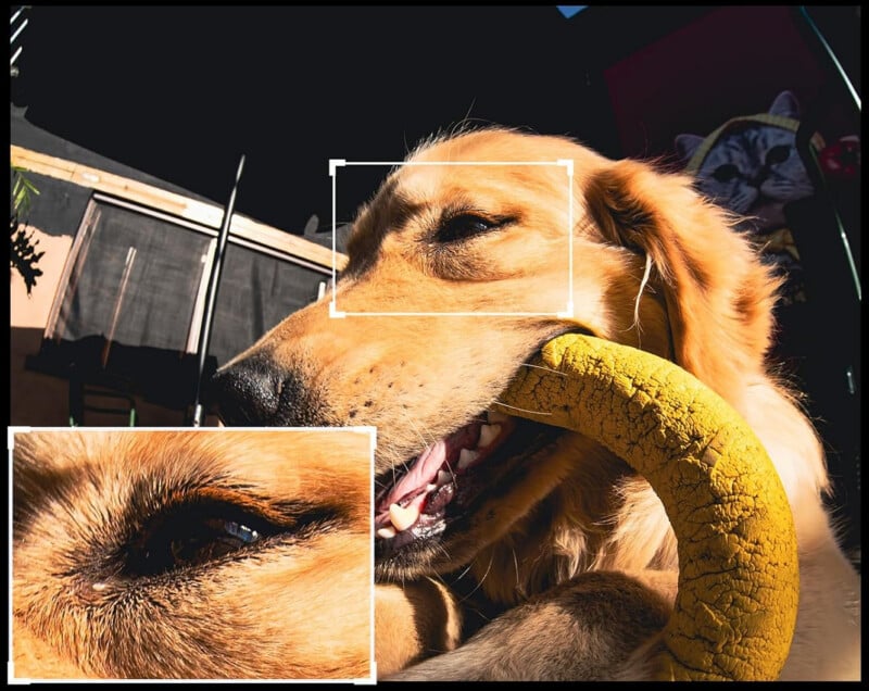A golden retriever lies in the sun, playfully biting a yellow ring toy. A close-up inset highlights the dog's eye and fur. The image is bright and warm, showing outdoor surroundings.