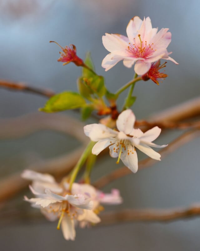 Close-up of delicate pink and white cherry blossoms with green leaves on thin branches, set against a softly blurred background.