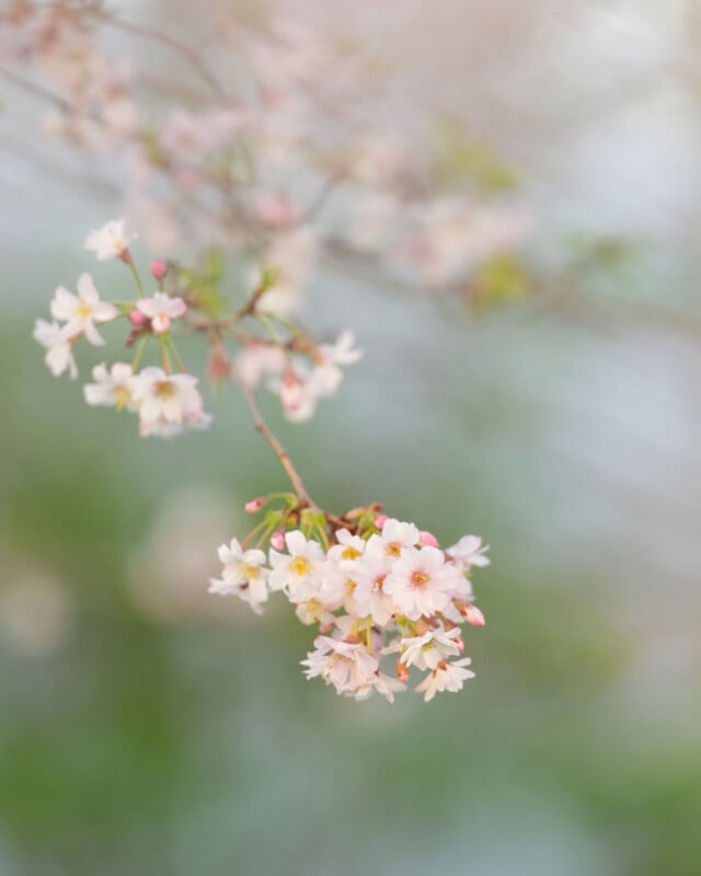 A close-up of delicate, pale pink cherry blossom flowers on a branch, with a soft-focus background of green and blue hues, creating a gentle and serene spring atmosphere.
