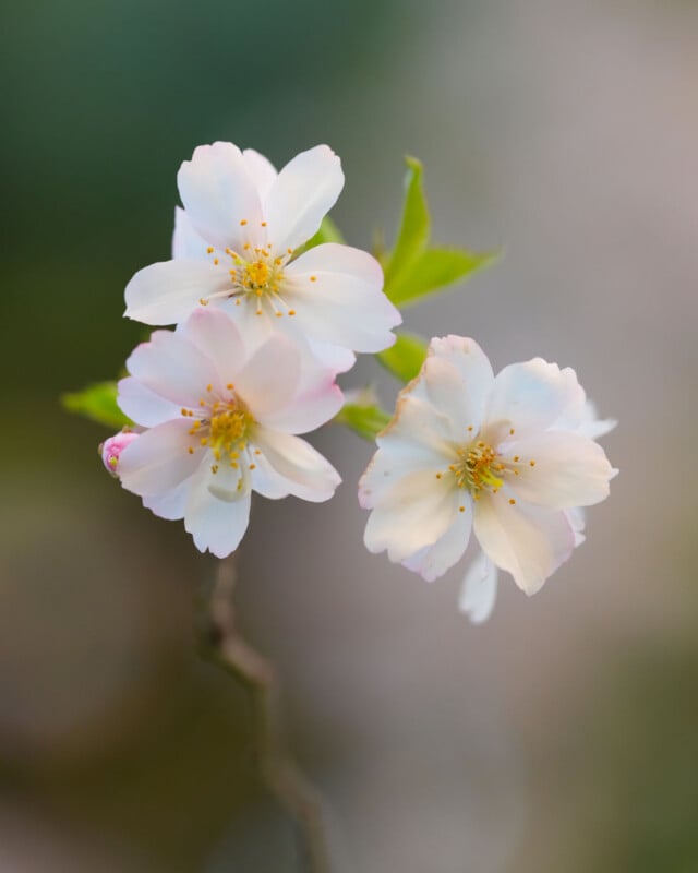 Close-up of three delicate pale pink cherry blossom flowers with yellow stamens, set against a soft, blurred background of green and gray tones.