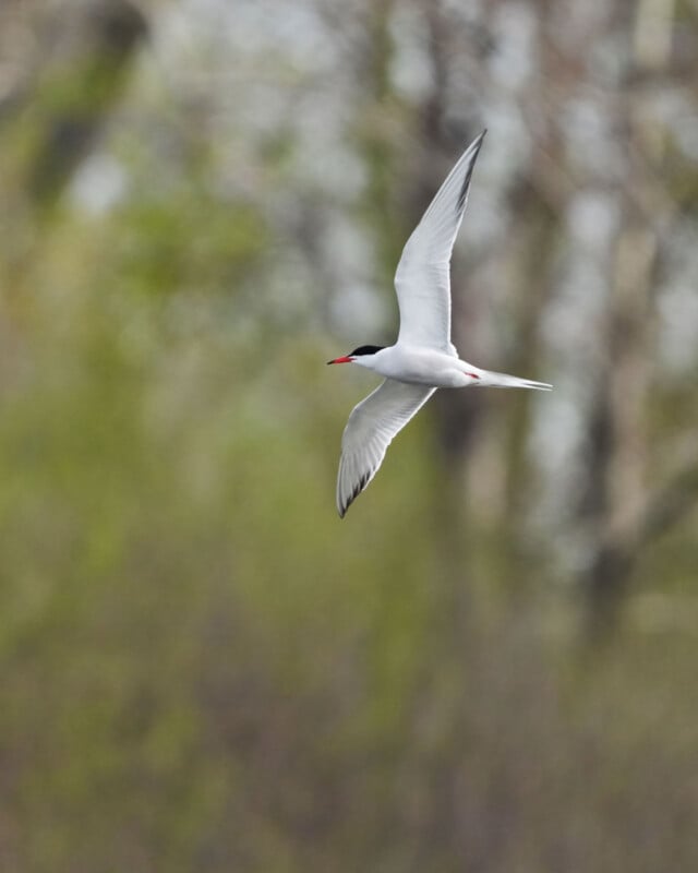 A white bird with black-tipped wings and a red beak flies gracefully in front of a blurred background of green foliage and tree trunks.
