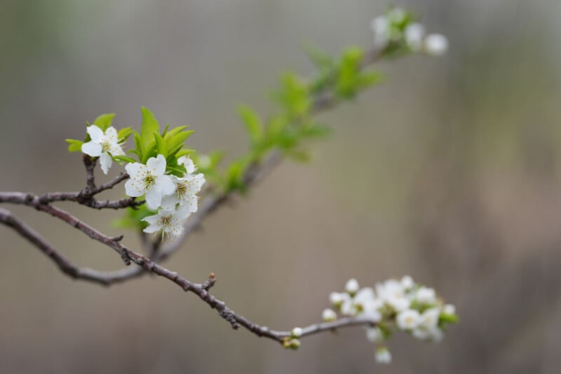 A close-up of a thin tree branch with clusters of small white blossoms and fresh green leaves, set against a blurred, neutral background.