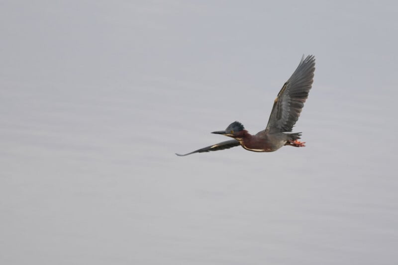 A green heron with blue-gray wings and a dark head flies above a light, blurred background, possibly water, with its wings extended and legs trailing behind.