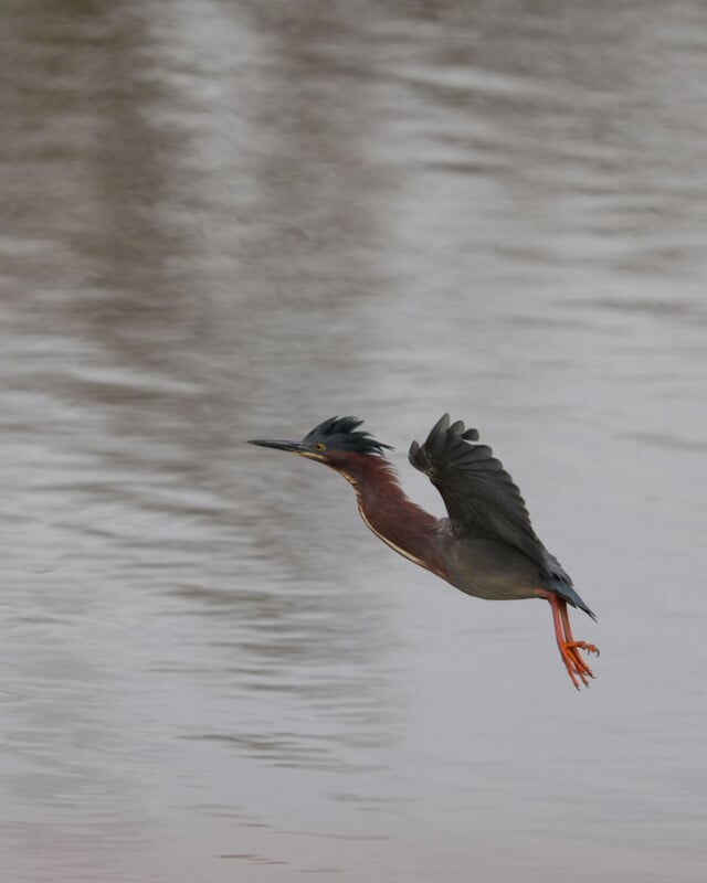 A green heron with dark wings and orange legs is flying low over a body of water. The bird's wings are raised, and its reflection is faintly visible on the rippled water surface.