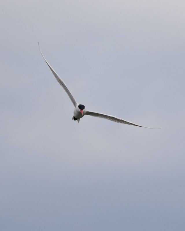 A white bird with a black head and long wings is flying against a cloudy, pale blue sky. The bird is facing forward with its wings stretched wide.