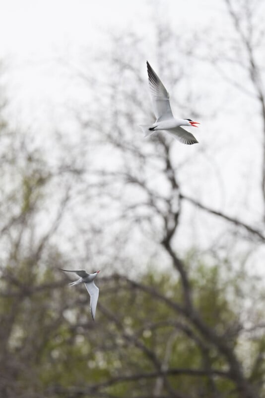Two white birds with black-tipped wings and orange beaks fly in front of leafless trees with some green foliage in the background.