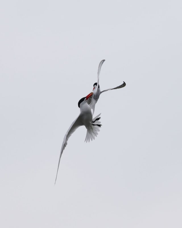 Two white birds with black-tipped wings and red beaks soar together in the cloudy sky, appearing to interact mid-flight against a pale, overcast background.