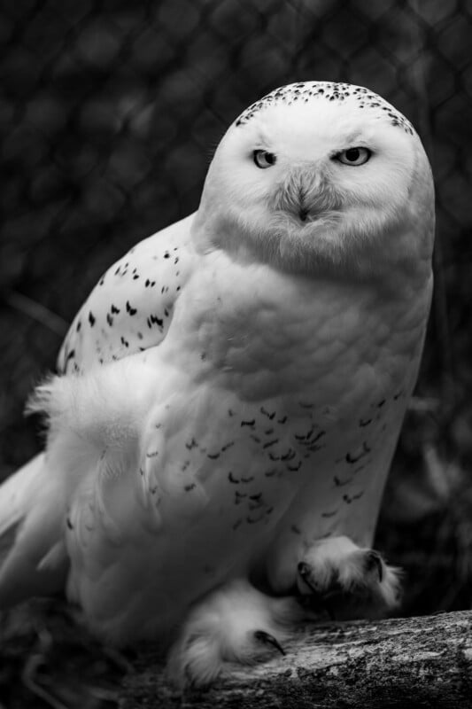 A black-and-white photo of a snowy owl with dark spots on its white feathers, perched on a branch, staring intently at the camera. The background is blurred with a fence pattern visible.