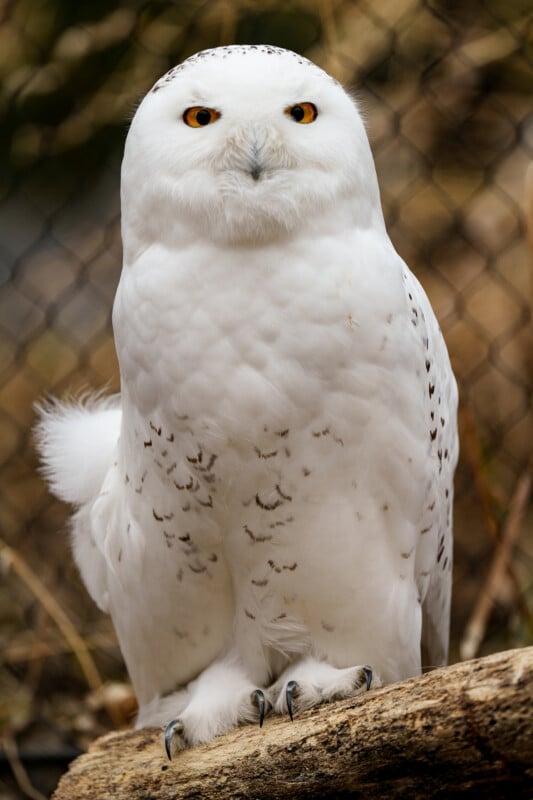 A snowy owl with bright yellow eyes and white feathers dotted with black spots perches on a wooden branch, with a blurred fence and natural background behind it.