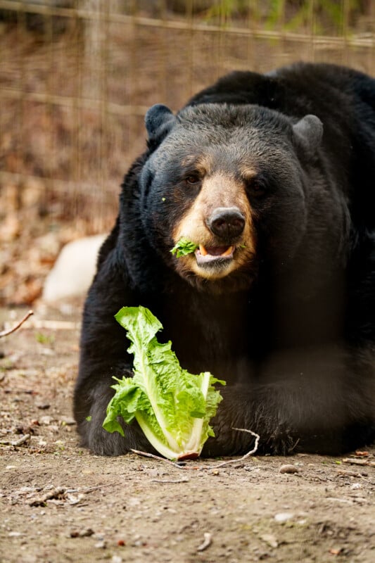 A black bear lies on the ground, holding a head of lettuce and eating a leaf, with a fence and blurred natural background behind it.