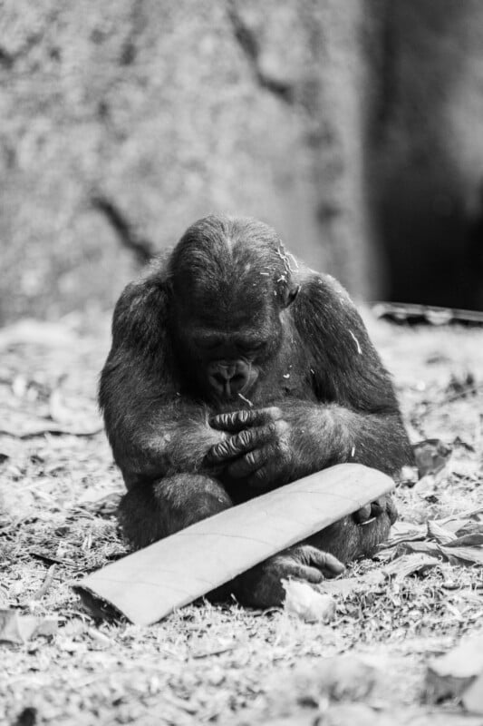 A black and white photo of a gorilla sitting on the ground, looking down at its hands, with a large leaf or piece of wood in front of it. The background is blurred, highlighting the gorilla's contemplative posture.