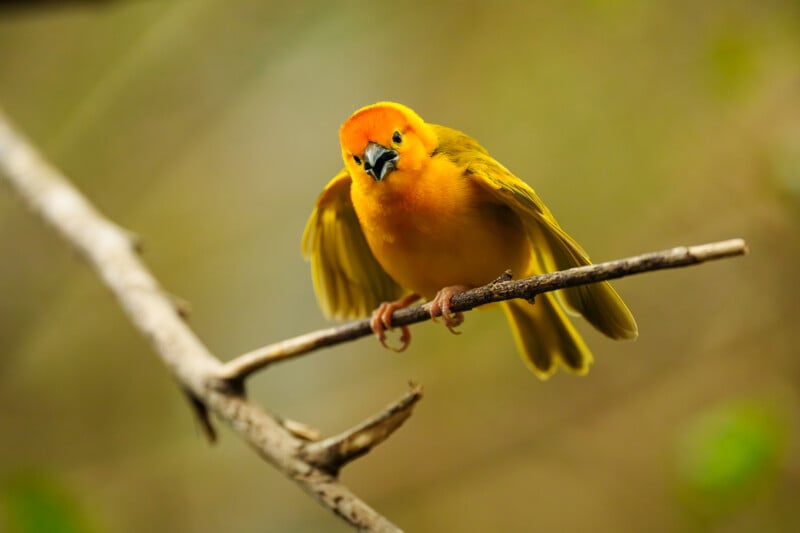 A bright yellow-orange bird with a black beak perches on a thin branch, wings slightly open, against a blurred green and brown background.