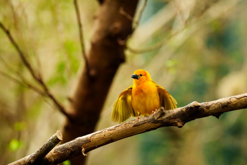 A bright yellow bird with outstretched wings perches on a tree branch, surrounded by blurred brown trunks and green foliage in the background.