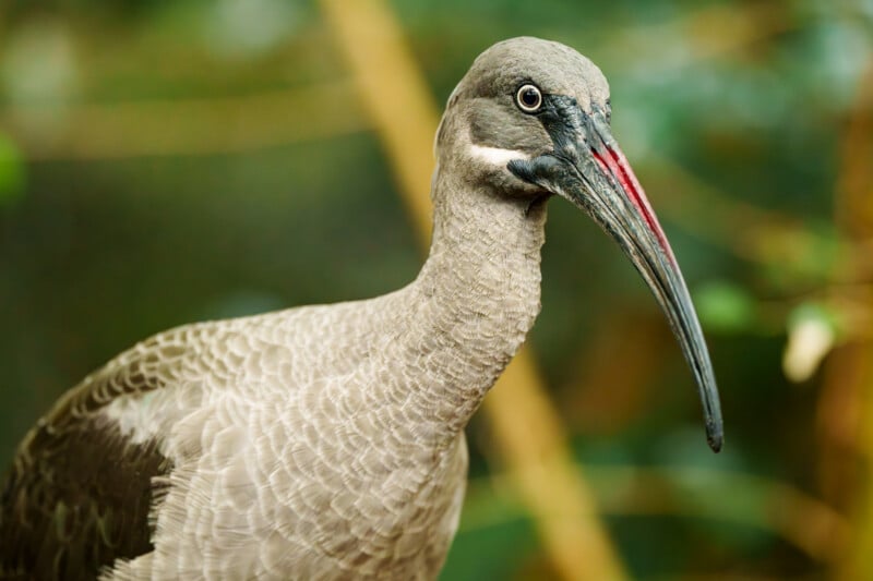 A close-up of a Hadada ibis with brownish-gray feathers and a long, curved beak that has a hint of red near the base, set against a blurred natural background.