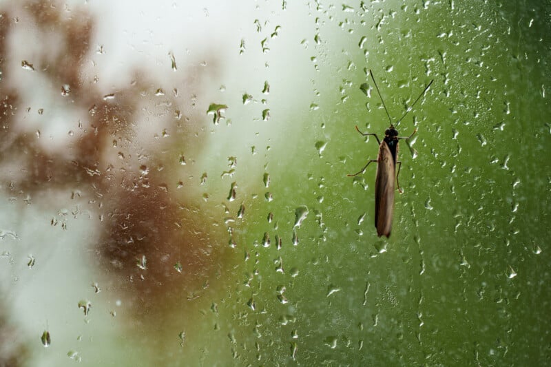 A winged insect rests on a rain-speckled window, with blurred green foliage and a reddish tree visible outside in the background.