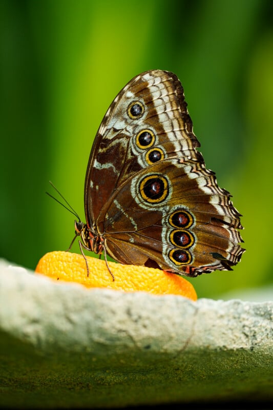 A brown butterfly with eye-like spots on its wings is perched on a slice of orange, against a blurred green background.