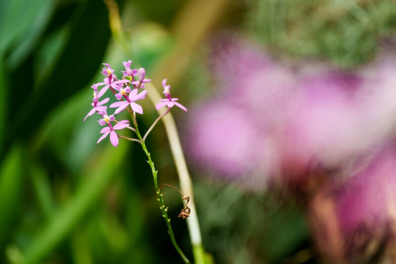 A close-up of a small cluster of delicate pink flowers with green stems, set against a blurred green and purple background. One dried flower is visible on the stem.