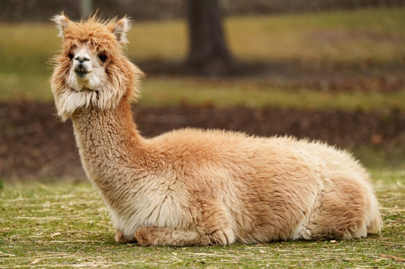 A fluffy, light brown alpaca is lying on the grass, looking forward. Its thick fur covers its body and face, with leafy ground and blurred trees in the background.