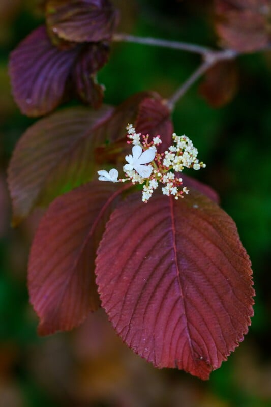 A close-up of a branch with large, reddish-brown leaves and small clusters of delicate white flowers. The background is blurred green foliage.