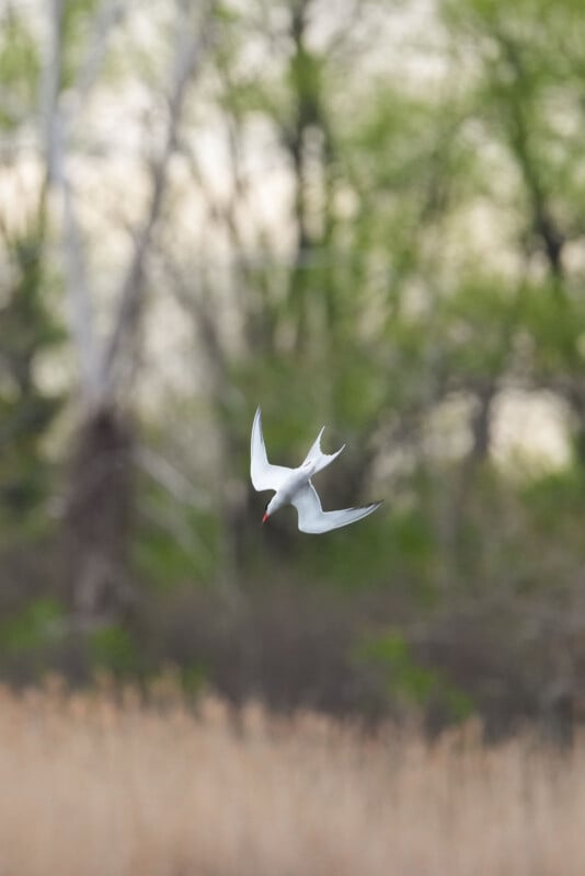A white bird with a black head and orange beak flies downward against a blurred background of green trees and tall grasses.