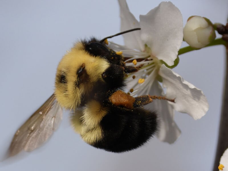 A close-up of a bumblebee collecting pollen from the white petals and yellow stamens of a flower, with its wings and fuzzy body clearly visible.