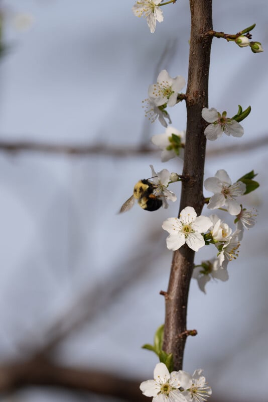 A bumblebee hovers near white blossoms on a tree branch, collecting pollen under a clear blue sky.