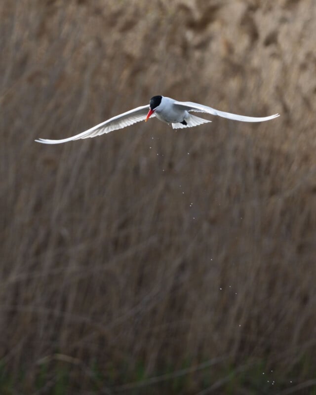 A white bird with black head and red beak flies with wings spread wide, against a blurred brown background. Small water droplets trail beneath the bird.