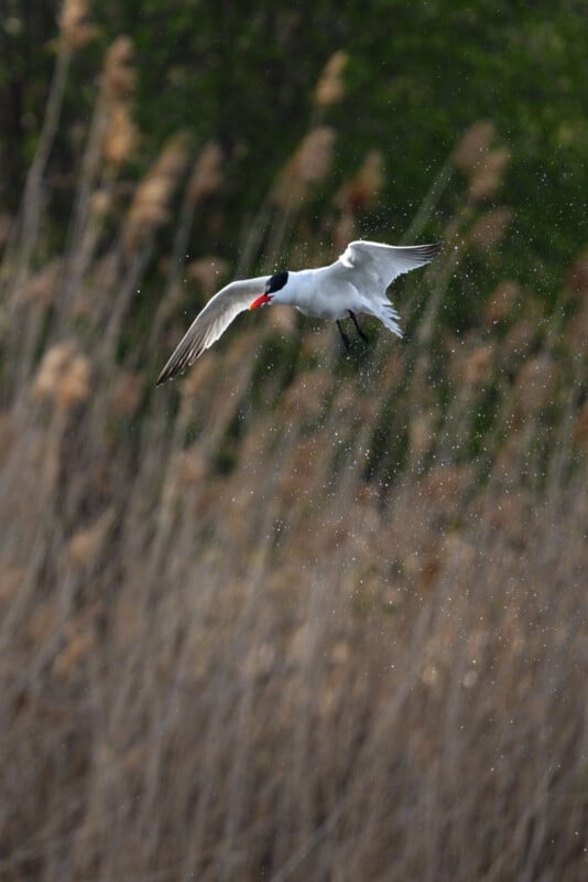 A white bird with a black head and red beak flies over tall grasses, water droplets trailing behind it, with a blurred green and brown background.