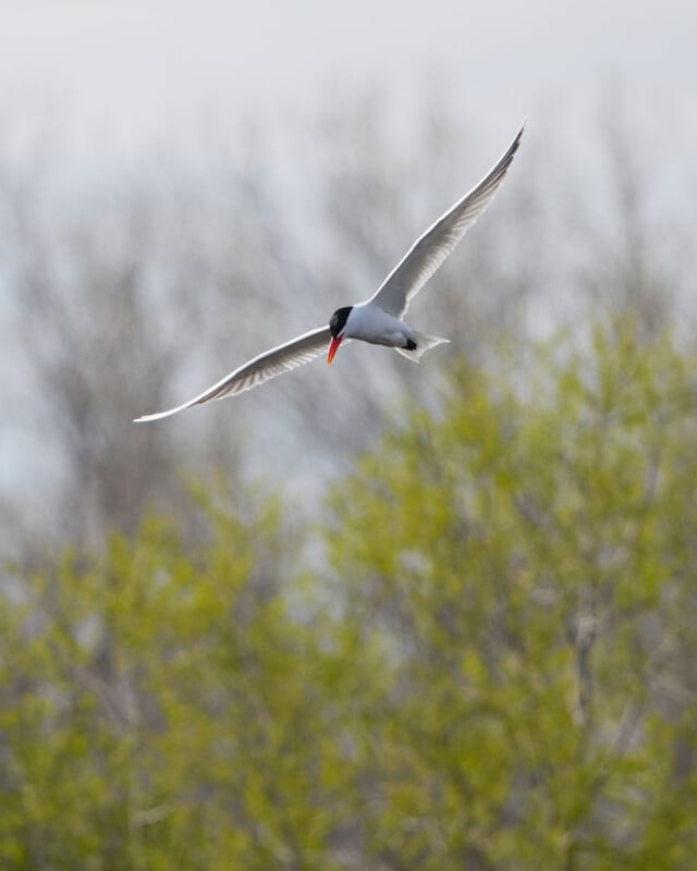A black-capped tern with a bright red beak flies gracefully above blurred green foliage, wings outstretched, against a soft, cloudy sky.