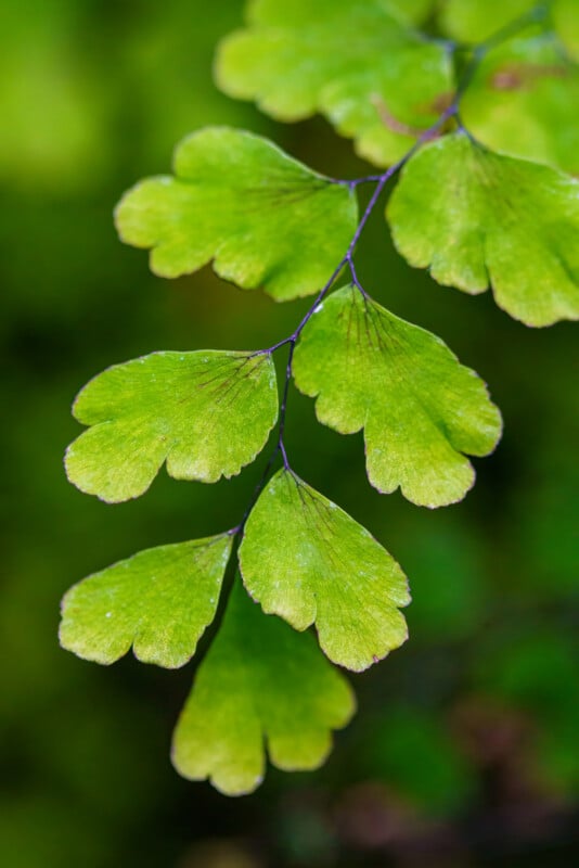 A close-up of a delicate green fern with fan-shaped leaflets on thin, dark stems, set against a blurred green background.