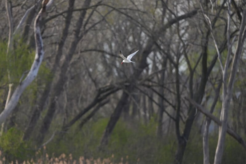A white bird with black-tipped wings and an orange beak flies in front of leafless trees and green foliage in a forested area.