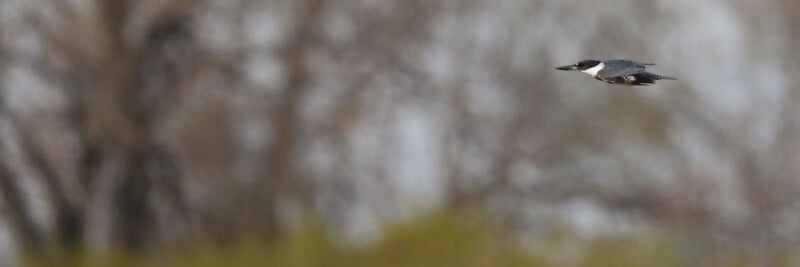 A belted kingfisher with blue-gray plumage and a white collar flies swiftly across a blurred background of trees and greenery.
