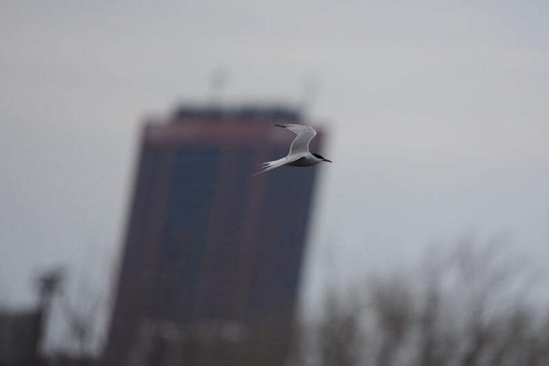 A white bird with black markings on its head soars in front of a tall, blurred building against a cloudy sky. The building appears to be leaning due to the camera angle.
