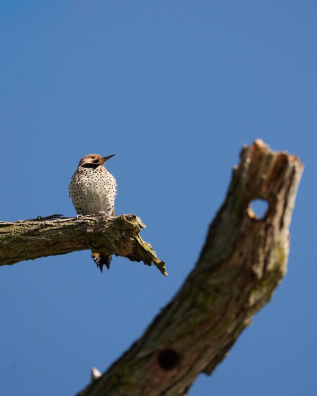 A speckled woodpecker perches on a weathered tree branch against a clear blue sky, with a jagged, broken branch visible in the foreground.