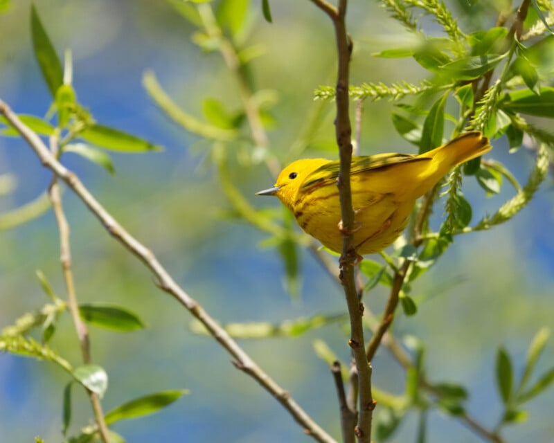 A bright yellow bird with faint brown streaks perches on a thin branch among green leaves, with a blurred blue sky in the background.