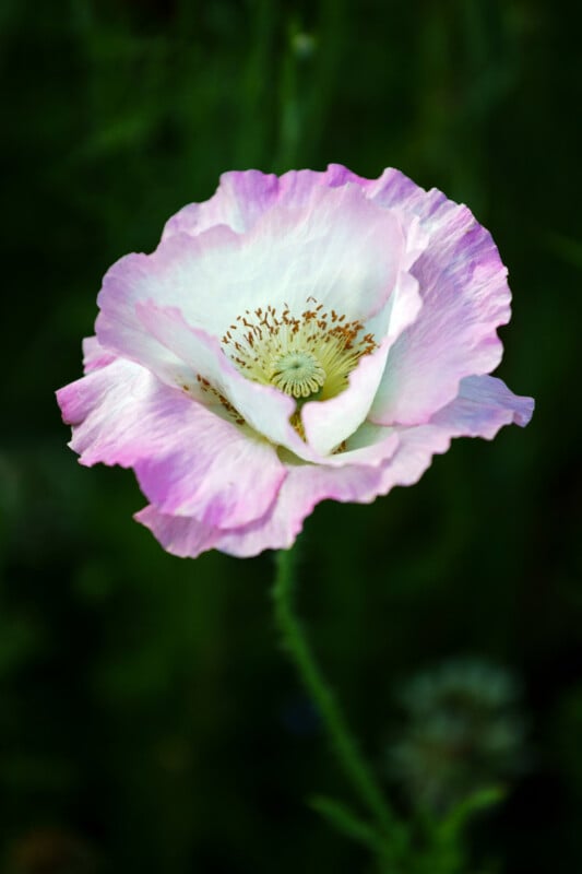 A close-up of a delicate pink and white poppy flower with ruffled petals and a green stem, set against a blurred dark green background.