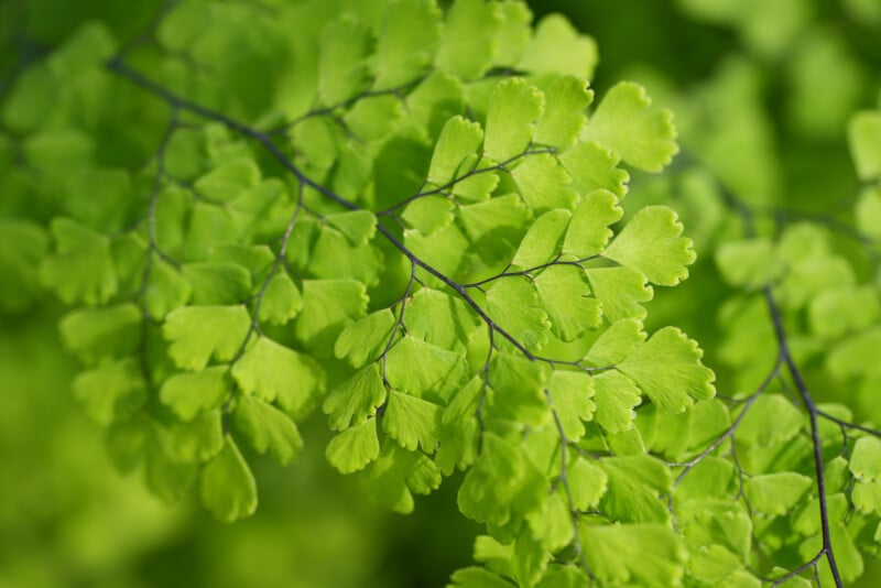 Close-up of vibrant green fern leaves with delicate, fan-shaped leaflets and thin, dark stems, showing intricate natural patterns and soft lighting.