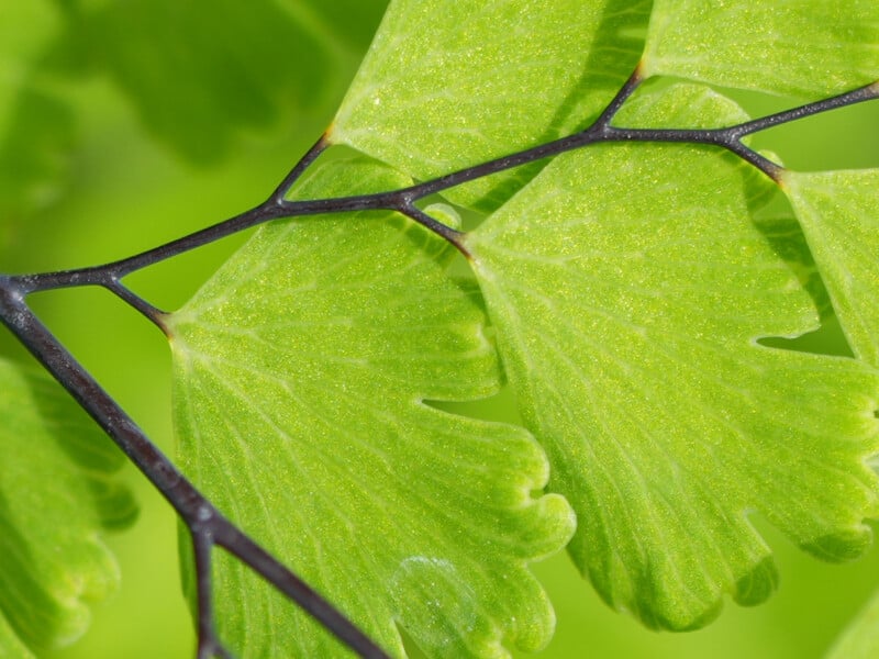 Close-up of bright green fern leaves with delicate black stems, showing detailed leaf textures and a soft, blurred green background.