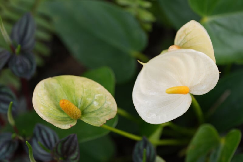 Two white anthurium flowers with yellow spadices and heart-shaped leaves, surrounded by green foliage. One flower appears slightly greenish, while the other is a crisp white.