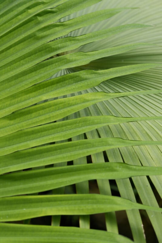 Close-up of overlapping green palm leaves with visible veins and ridges, creating a layered and textured natural pattern.