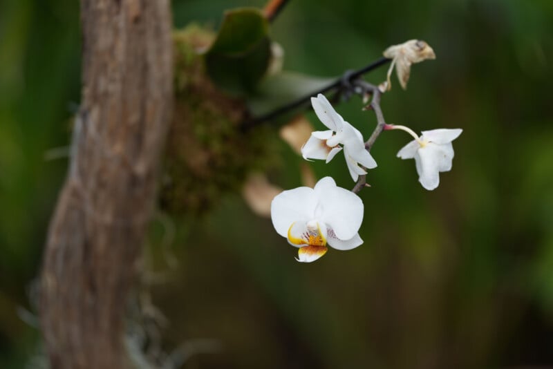 A close-up of white orchid flowers with yellow and purple centers, blooming on a thin stem against a blurred green background and a piece of tree bark.