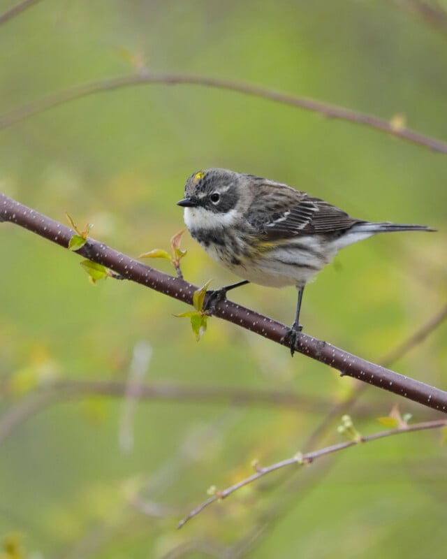 A small bird with brown, white, and yellow markings perches on a thin branch with young green leaves, set against a soft, blurred green background.