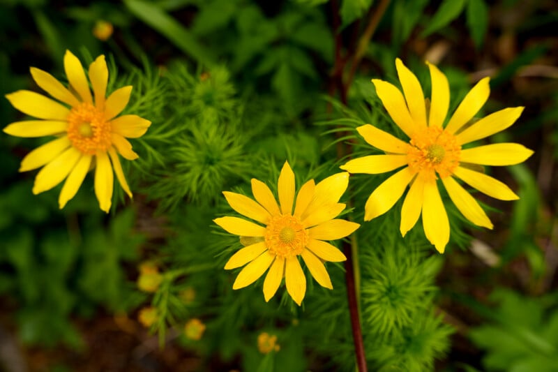 Three bright yellow, daisy-like flowers with narrow petals and prominent centers are blooming among green, feathery foliage against a blurred natural background.