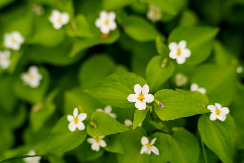 Close-up of small white wildflowers with yellow centers surrounded by bright green leaves, creating a lush, vibrant background.